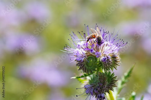 bee collects nectar