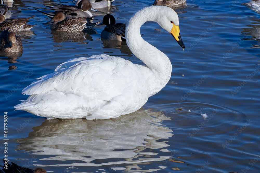 Obraz premium 白鳥