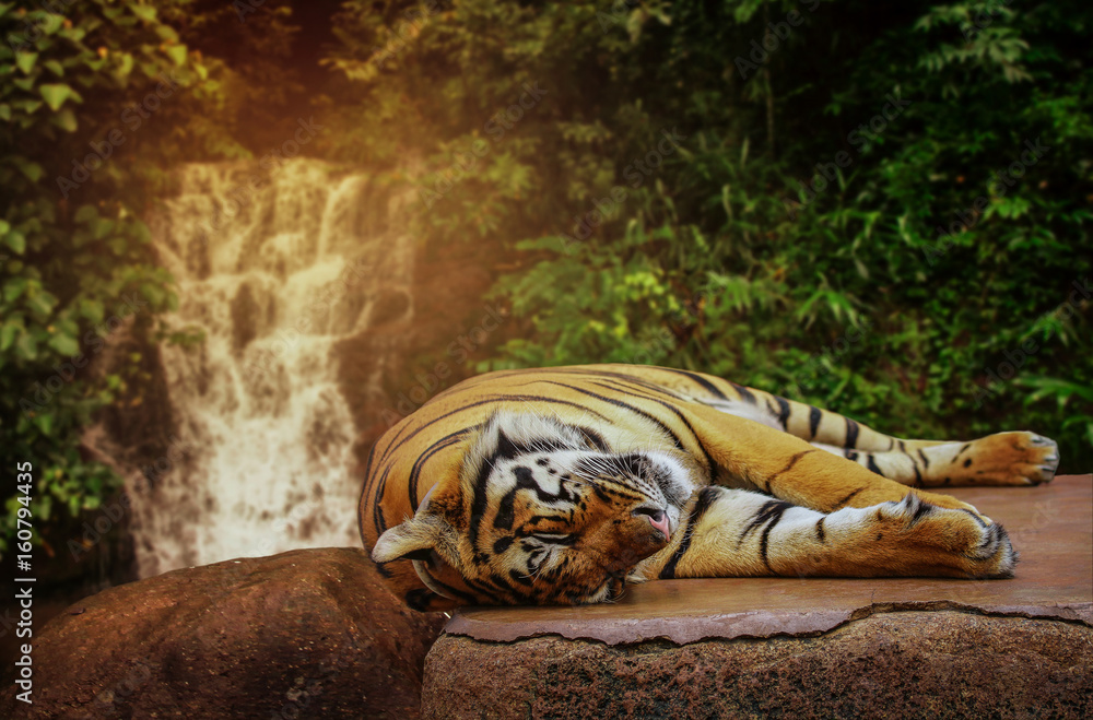 Fototapeta premium The big tiger sleeps on a rock at a waterfall.