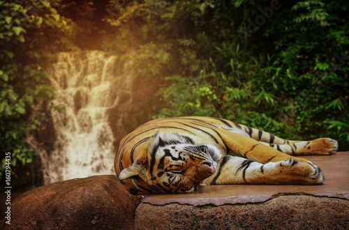 The big tiger sleeps on a rock at a waterfall.