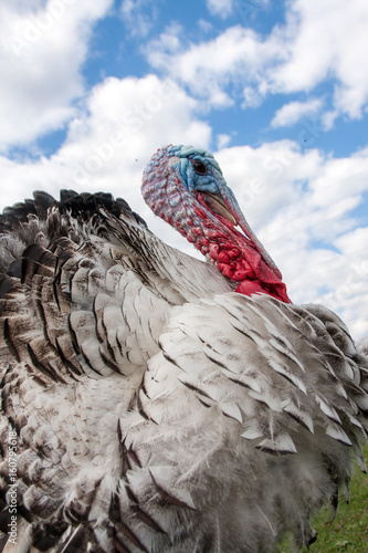 turkey male or gobbler closeup on the blue sky background photo