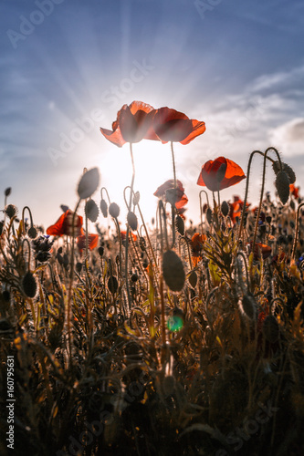 Fototapeta Naklejka Na Ścianę i Meble -  Poppies at entire head cornwall england uk