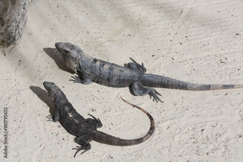 Sunbathing Lizards in Mexico