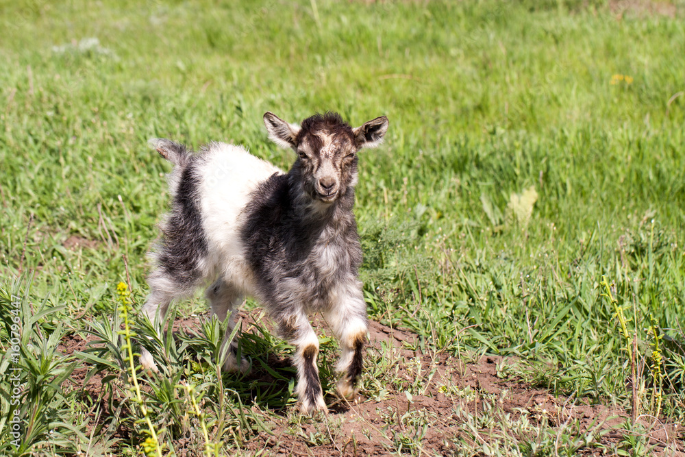 One little kid goat is grazing on the grass One little kid goat is grazing on the grass