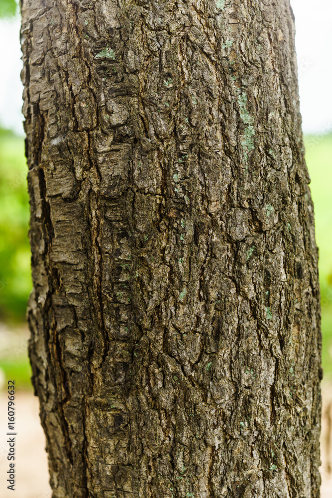 Bark