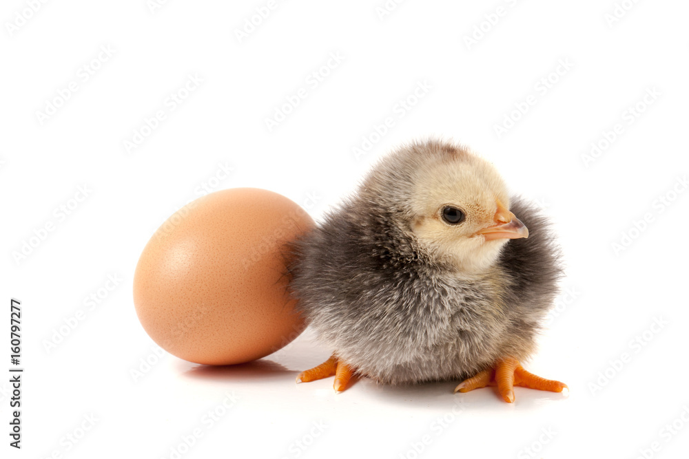 Obraz premium Cute little chicken with egg isolated on white background