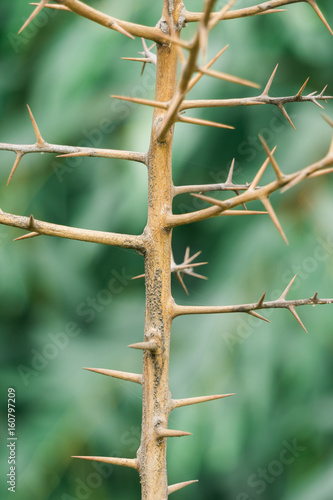 Prickly branches