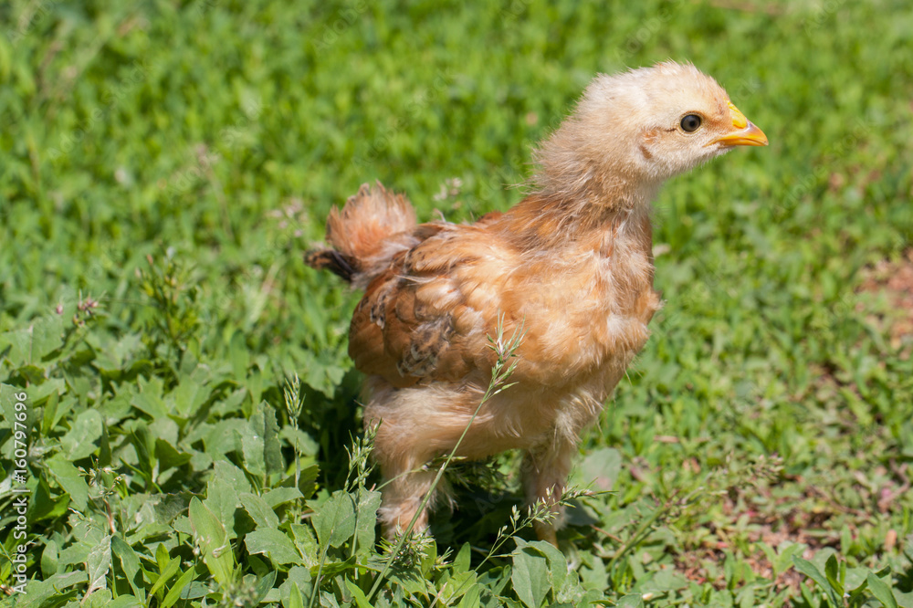 yellow baby chicken in the green grass