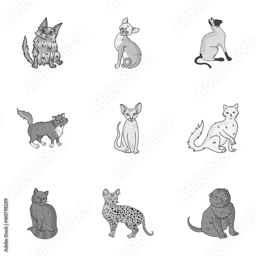 Collection of cats in one picture. Different cats in one picture. Cat breeds icon in set collection on monochrome style vector symbol stock illustration.