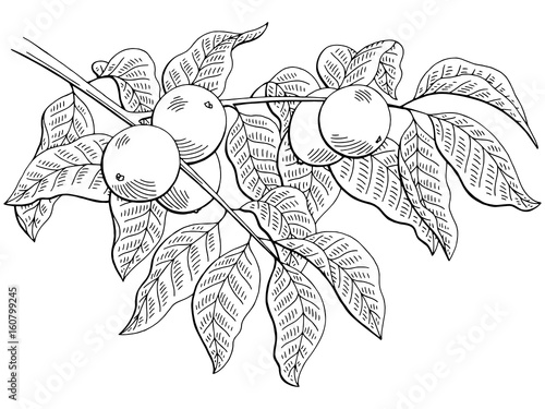 Walnut graphic branch black white isolated sketch illustration vector