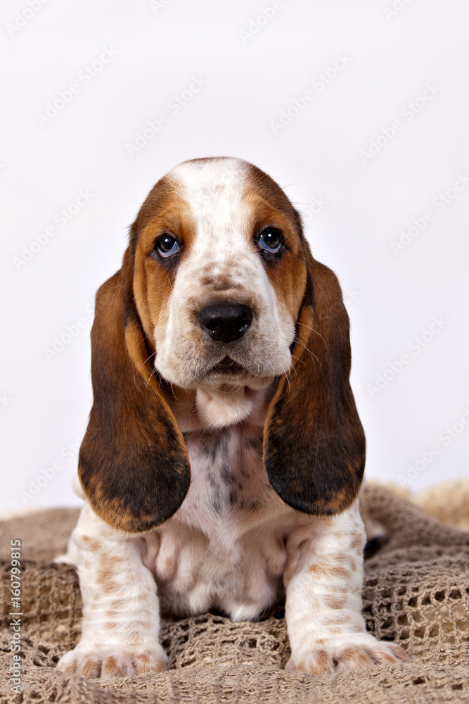 Basset hound puppy sits sits on a knitted rug handmade on a white background Basset hound puppy sits sits on a knitted rug handmade on a white background