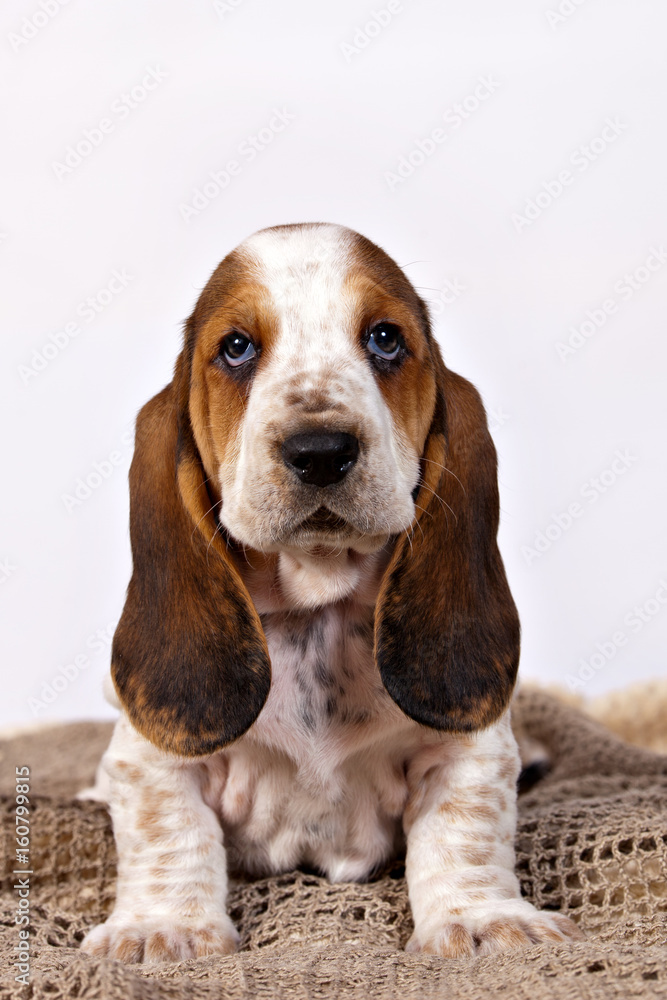 Basset hound puppy sits sits on a knitted rug handmade on a white background