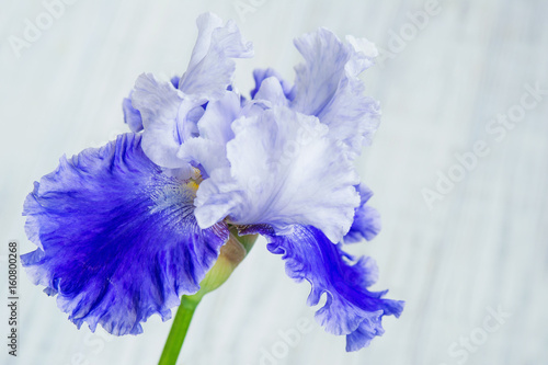 Fototapeta Naklejka Na Ścianę i Meble -  Beautiful iris flower closeup