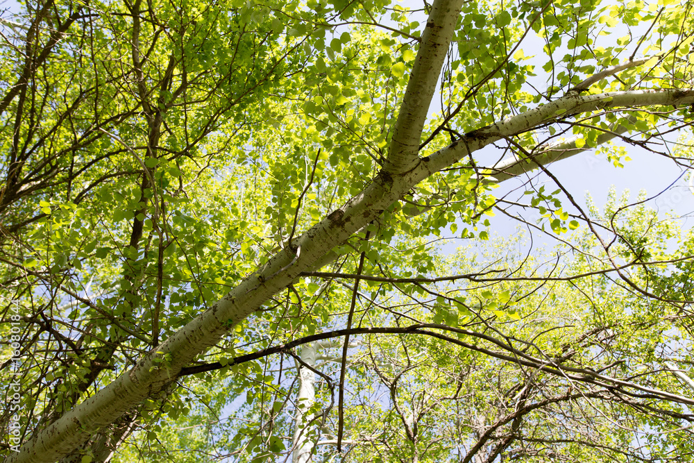 Tree with green leaves against the blue sky Tree with green leaves against the blue sky