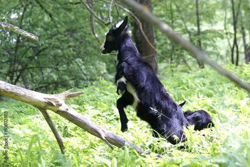 Cute funny goat jumping through the forest