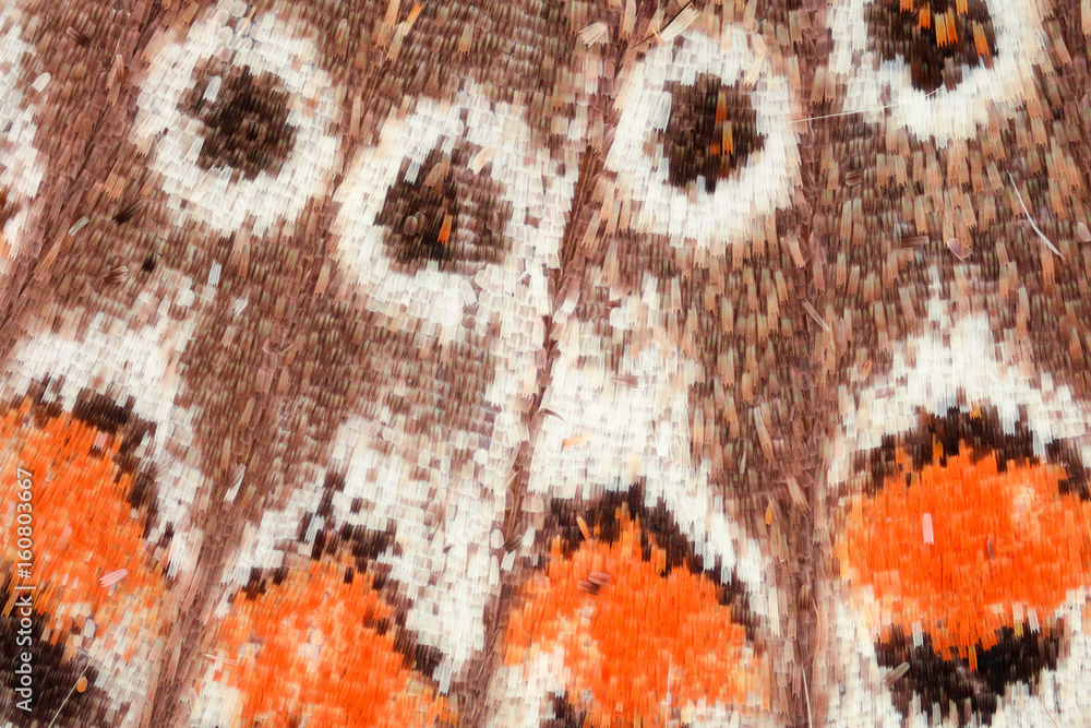 Naklejka premium Butterfly wing under the microscope