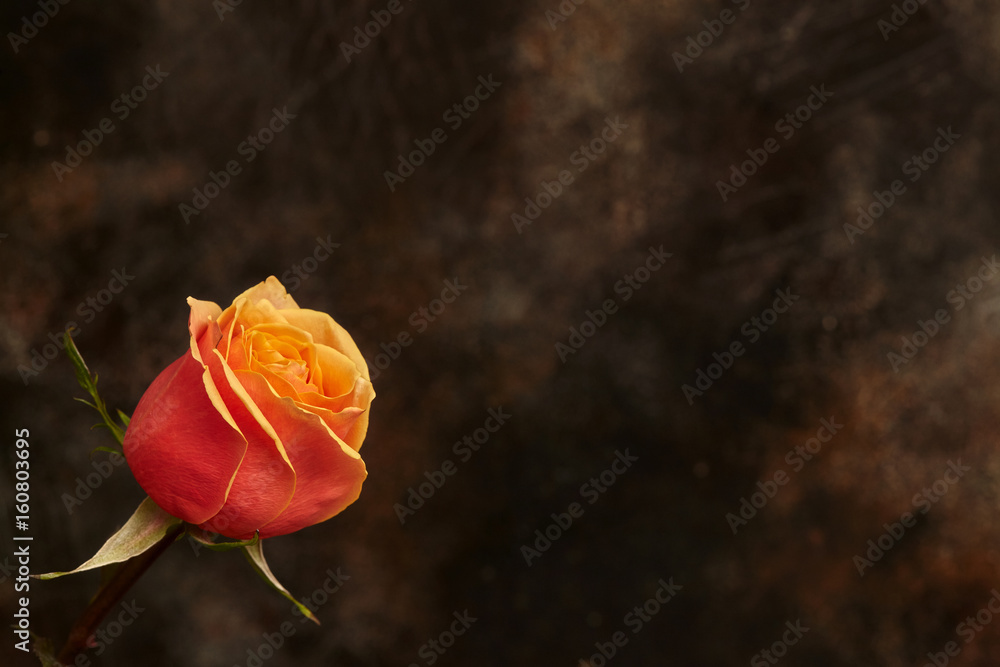 One beautiful orange rose on brown background One beautiful orange rose on brown background