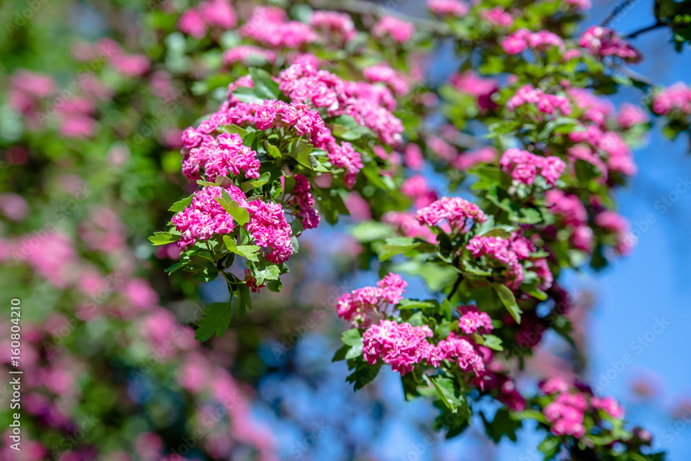Crataegus Pauls Scarlet blooms in the botanical garden Crataegus Pauls Scarlet blooms in the botanical garden