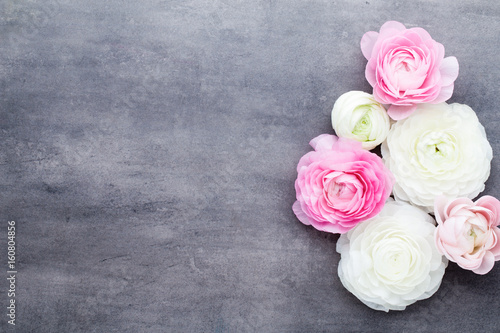 Beautiful colored ranunculus flowers on a gray background.