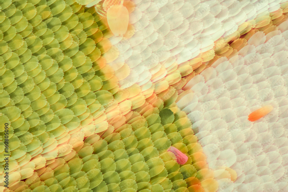 Obraz premium Butterfly wing under the microscope