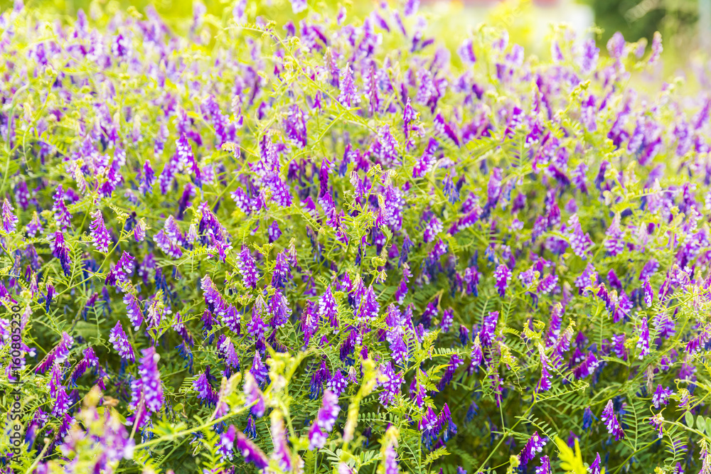 Naklejka premium Beautiful garden flowers in the park