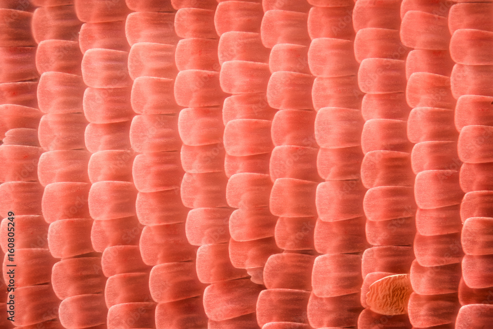 Naklejka premium Butterfly wing under the microscope