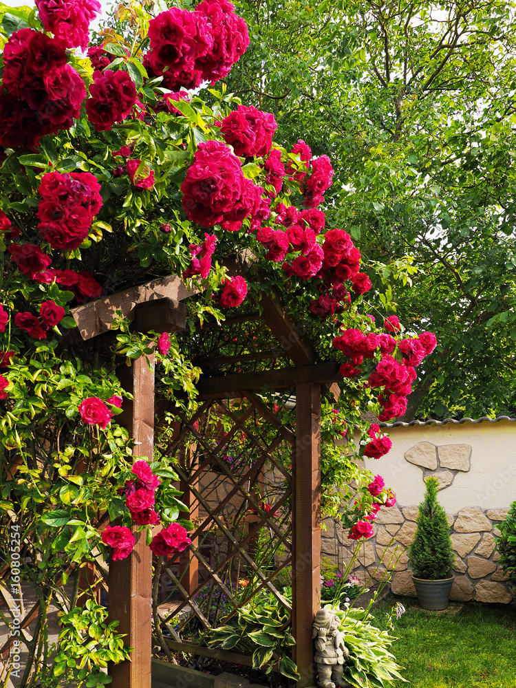 Obraz premium Wunderschöner Rosenbogen im Garten 