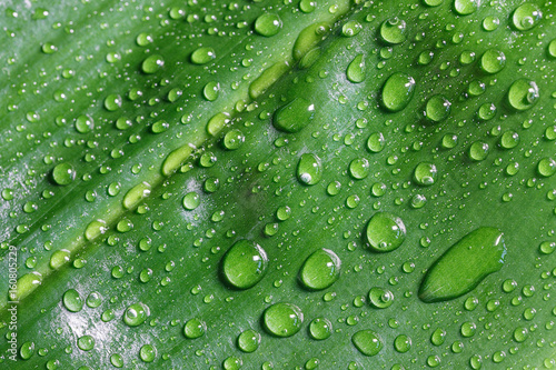 Green leaf with water drops background or texture, macro