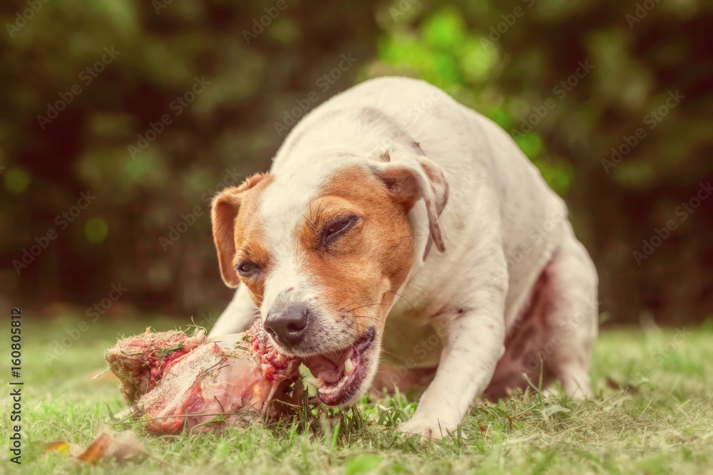Jack Russell Terrier Female Dog Chewing A Cow Bone