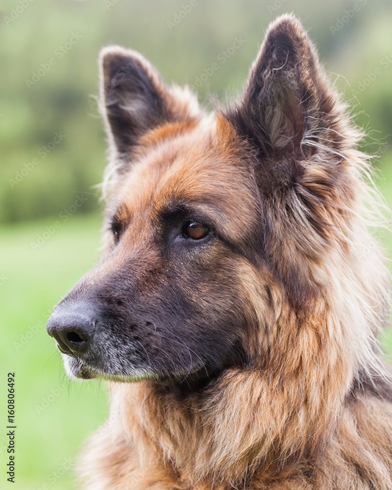 Portrait Of A German Sheperd Female Dog Portrait Of A German Sheperd Female Dog