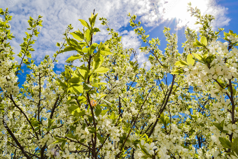 White flowers blooming cherry on a spring day