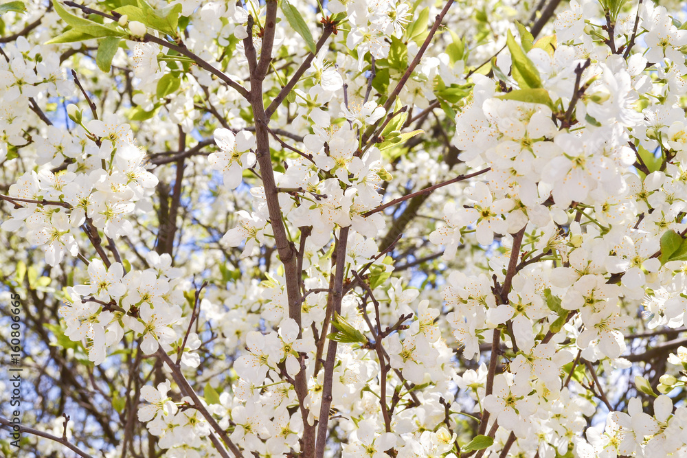 Fototapeta premium White flowers blooming cherry on a spring day