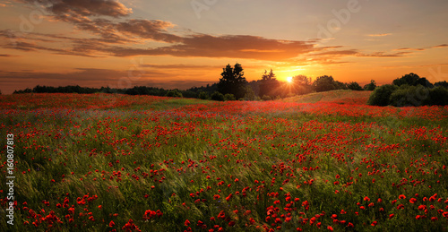 Beautiful  red poppies field at the sunset with copy space