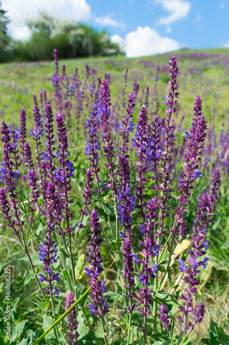 Wild sage flowers