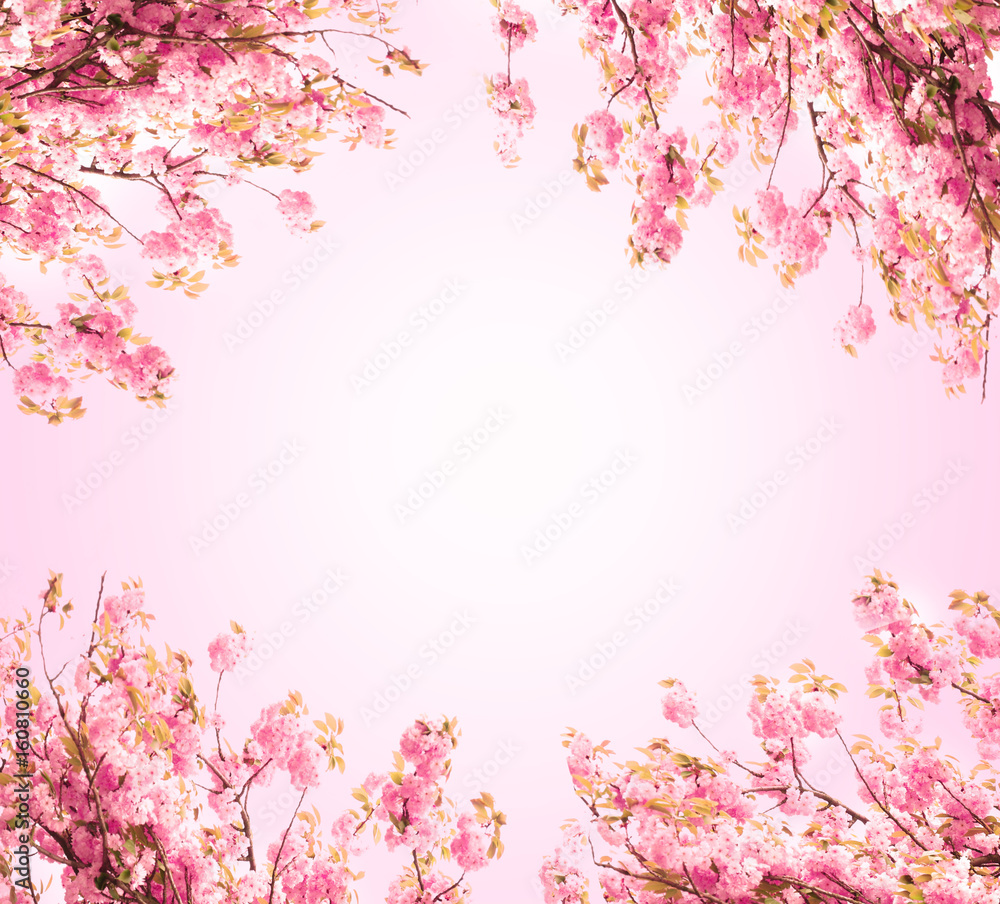 Blossoming branches of cherry tree on color background