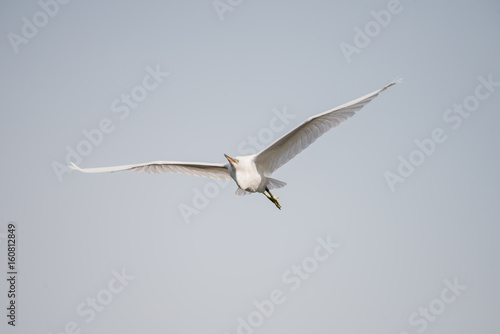 flying heron bird © joesayhello