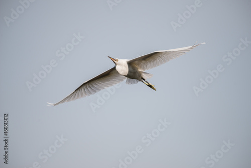 flying heron bird
