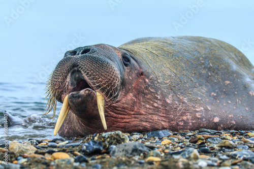 Walrus ( Odobenus rosmarus ) photo