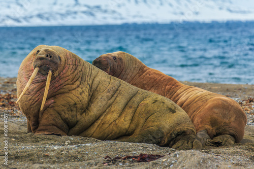 Walrus ( Odobenus rosmarus )