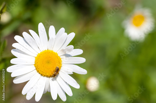 Blooming Chamomile in the field. Top view