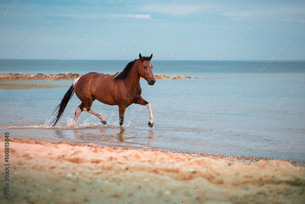 Red horse runs in the water of the blue sea Red horse runs in the water of the blue sea