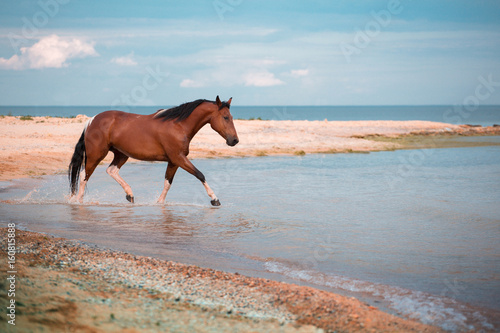 Red horse runs in the water of the blue sea