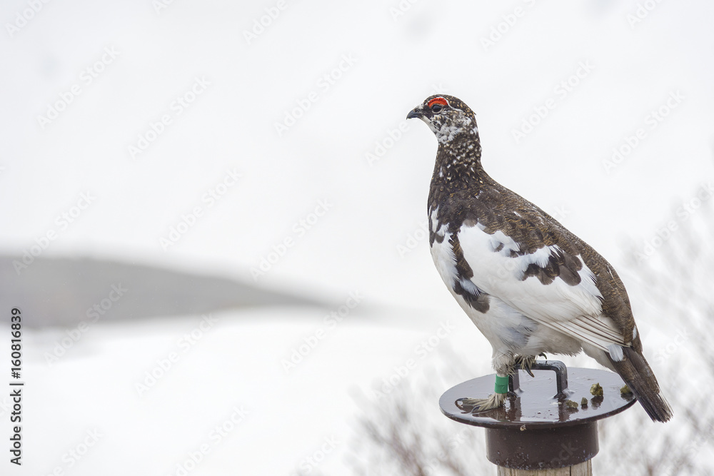 Japanese rock ptarmigan on snowy mountain at Murodo, Tateyama Kurobe Alpine Route, Japan. Japanese rock ptarmigan on snowy mountain at Murodo, Tateyama Kurobe Alpine Route, Japan.