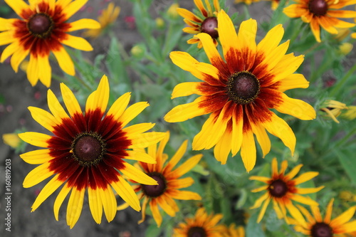 Cutleaf coneflower  rudbeckia  yellow and red flowers