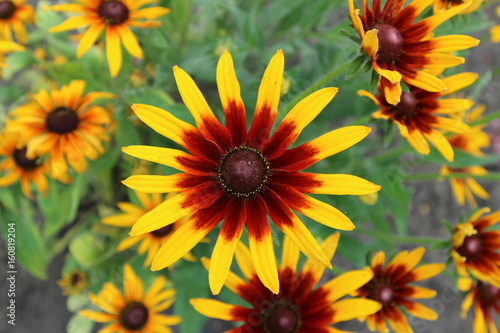 Rudbeckia yellow and dark-red flowers close up © tortlecat