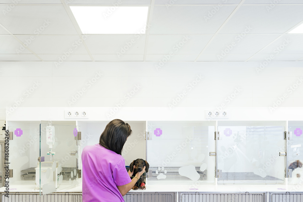 Veterinarian doctor hugging a beautiful dog. Veterinarian doctor hugging a beautiful dog.
