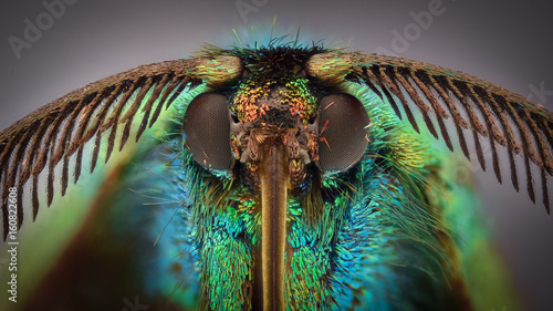 Extreme magnification - Colored daytime moth, Procridinae