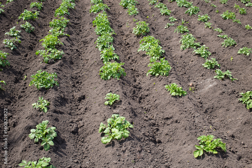 Potato field Potato field