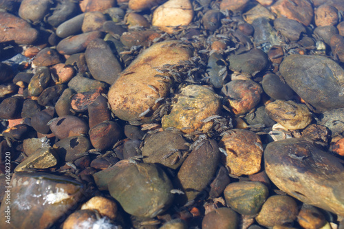 Gammarus in river photo