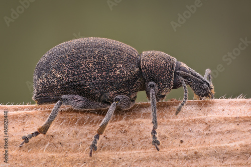 Extreme magnification - Weevil photo